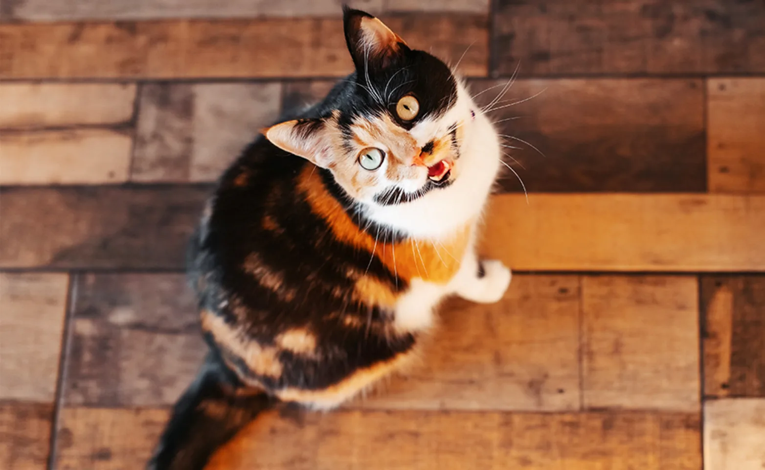 A calico cat looking up meowing on a hardwood floor